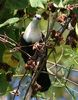 469px-White-Throated_Ground-Dove_wild