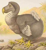 ExtinctDodoBird