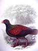 Tooth-billed_pigeon_or_Samoan_Pigeon