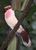 180px-Jambu_Fruit_Dove_057