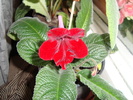 Streptocarpus