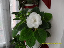 Gloxinie alb dublu