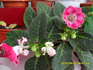 Gloxinie roz pintenata