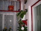 Flori