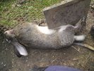DSC00203