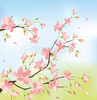 ist2_9009290-sakura-tree-in-bloom