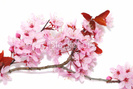 ist2_9134441-cherry-blossoms-closeup
