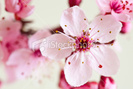 ist2_12416859-cherry-blossoms