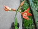 Amaryllis