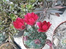 Gymnocalycium cu flori rosii 23.05