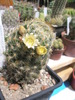 Mammillaria ... - 23.05