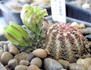 Echinocereus viridiflorus-boboc