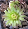 Echinocereus viridiflorus-floare