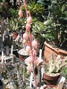 Gasteria liliputana f. variegata - floare