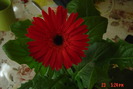 gerbera