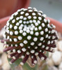 Mammillaria luethyi