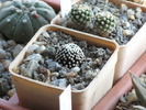Mammillaria luethyi