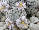 Mammillaria sanchez mejoradae