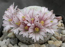 Mammillaria pectinifera - Solisia