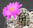 Mammillaria theresae