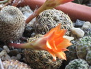 REBUTIA HELIOSA
