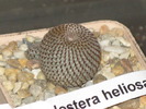 REBUTIA HELIOSA