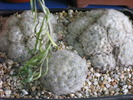 Mammillaria plumosa