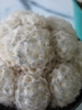 Mammillaria plumosa