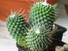 Mammillaria spinosissima "un pico"