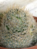 Mammillaria duwei