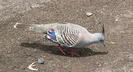 Crested Pigeon