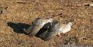 Crested Pigeons