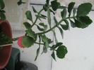 Kalanchoe alba