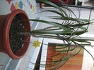 Dracaena marginata