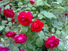Trandafir catarator