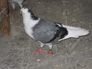 DSCN1745