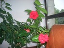 CIMG1252