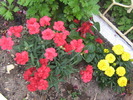 23 mai 036