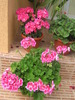 23 mai 008