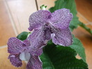 DSCF7297