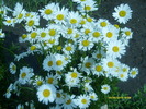 margarete