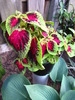 Coleus 20 mai 2010