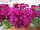 Verbena 24 mai 2010 (3)