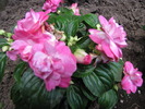 Impatiens 24 mai 2010 (1)