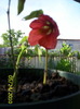 Abutilon portocaliu