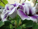 DSC00511