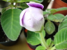 DSC00604