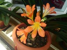 Clivia