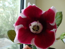 DSC00628