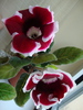 DSC00626